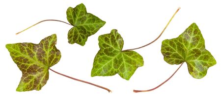 Multicolor green forest ivy leaf set isolated on white backgroundの写真素材