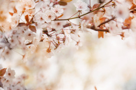 Spring cherry blossoming nature background with white flowers and copy space