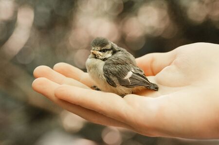 Tit chick sits on human hand palm on blurred natural backgroundの写真素材