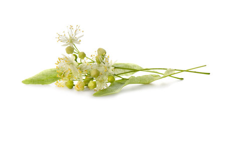 Linden flowers isolated on white backgroundの写真素材