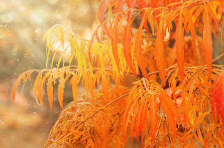 Autumn orange yellow foliage on tree as natural backgroundの写真素材