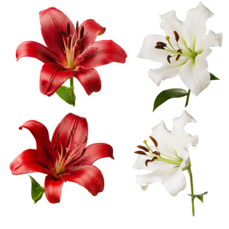 Lilies flowers red and white set isolated on white backgroundの写真素材
