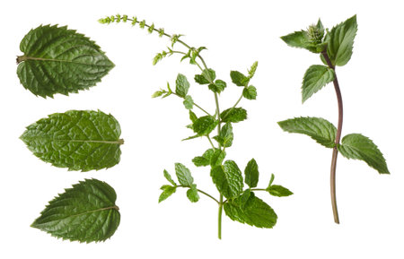 Mint fresh green leaf isolated on white background. Set of parts for design package.の写真素材
