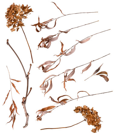 Dry autumn brown hydrangea and willow branches set isolated on white backgroundの写真素材