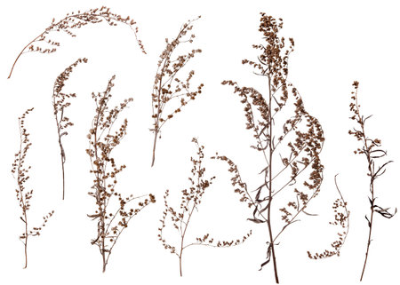 Dry brown autumn grass branches set isolated on white backgroundの写真素材