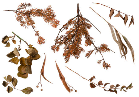 Autumn dry brown plant branches set isolated on white backgroundの写真素材