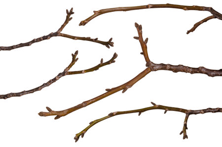 Several tree branches without leaves bundle isolated on white backgroundの写真素材