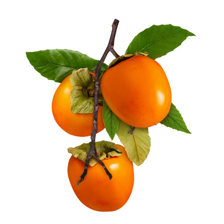 Three ripe persimmon fruits hanging on branch with green leaves isolated on white backgroundの写真素材