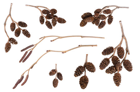 Alder tree cones set isolated on white background