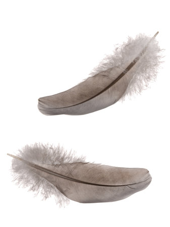 Two feathers isolated on white backgroundの写真素材