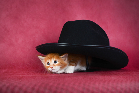 The kitten in the hat. A small ginger kitten peeking out from under the hat.の写真素材