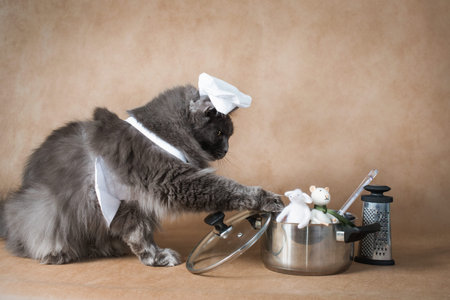 Cat chef cooks lunch.の写真素材