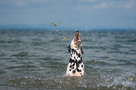 Dalmatian playing in the lake. Summer day. Nature. Fun.の写真素材