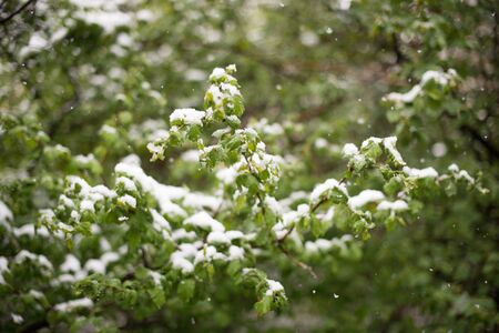 Weather anomalies. Snow in may. Spring. Snowfall.の写真素材