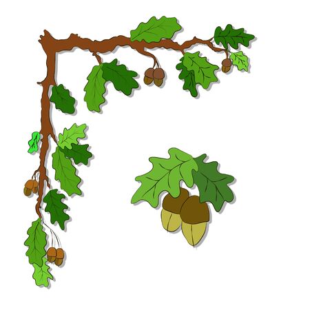 Illustration card with doodle  branches of oak with acorns on a white background.のイラスト素材