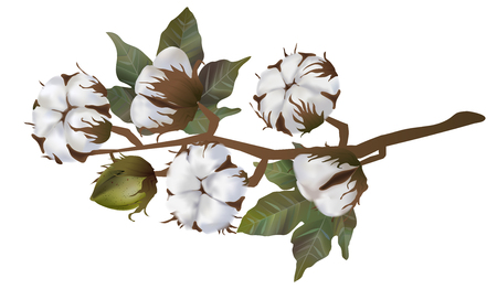 Cotton flowers in vector isolated on white background. 3d realistic clip art for labels: cottonseed oil, extract, fabrics, wool.のイラスト素材
