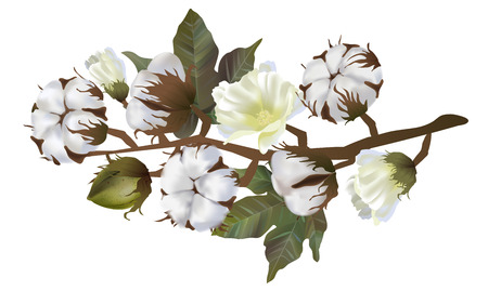 Cotton flowers in vector isolated on white background. 3d realistic clip art for labels: cottonseed oil, extract, fabrics, wool.のイラスト素材
