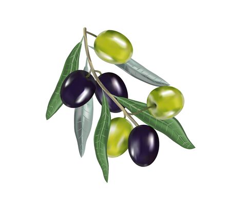 Olive oil with branch. Realistic 3d fruits. Drop of oil splash.のイラスト素材