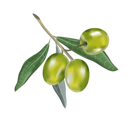 Olive oil with branch. Realistic 3d fruits. Drop of oil splash.の写真素材