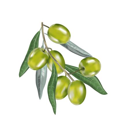 Olive oil with branch. Realistic 3d fruits. Drop of oil splash.の写真素材