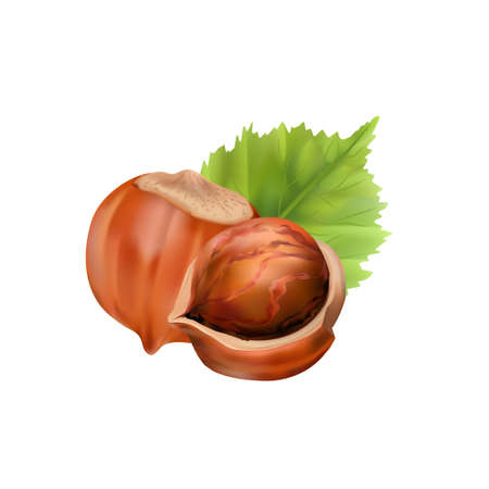Hazelnut kernels are ripe and tasty, a healthy treat, a source of protein. For snacks and chocolate spread. Vectorのイラスト素材