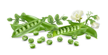 Fresh green peas, a source of vegetable protein.の写真素材