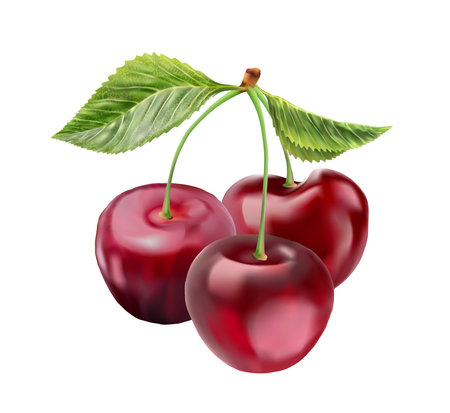 Realistic cherry with fresh leaves, red juicy on a white background for design.