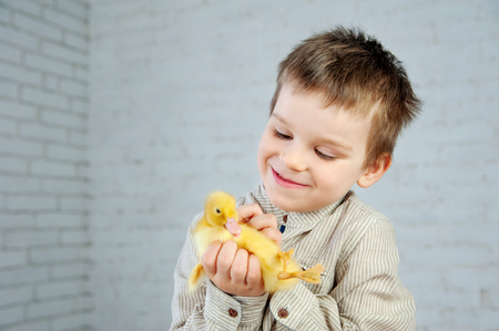 Yellow newborn duckling in the little boy's hands on a white background. Easter conceptの写真素材