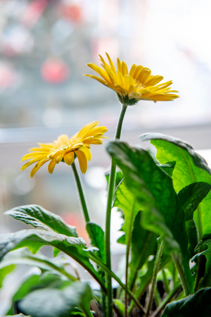 yellow gerberas with green leaves on the windowの写真素材
