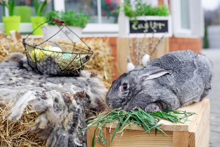 Big fat easter bunny rabbit with painted eggs. Easter, animal, spring, celebration and holiday concept.の写真素材