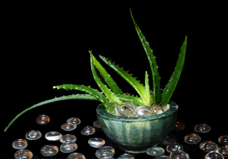 Aloe veraの写真素材