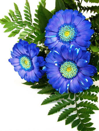 Blue flowerの写真素材