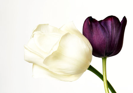 Tulipの写真素材