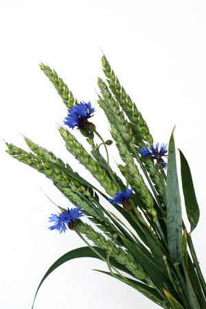 heat and cornflowerの写真素材