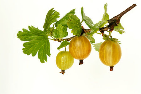 gooseberryの写真素材