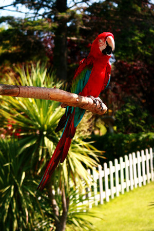 Parrot Ara