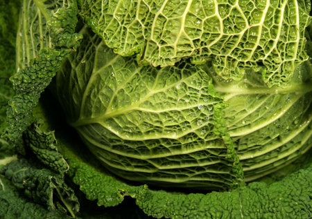 close up of fresh cabbage