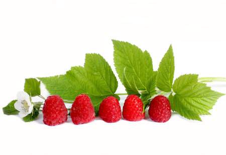 Ripe Raspberry