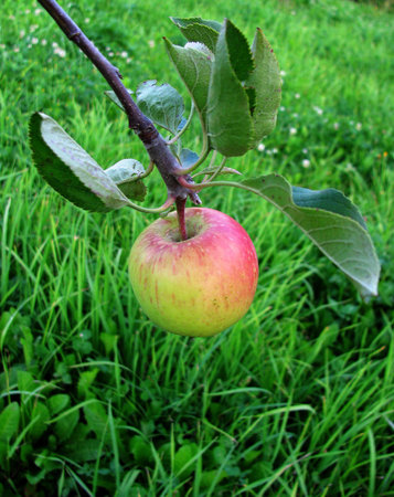 Immature appleの写真素材