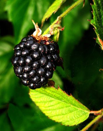 blackberryの写真素材