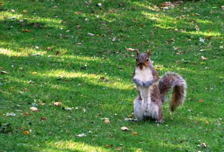 cute  squirrelの写真素材
