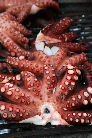 octopusの写真素材