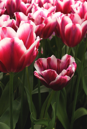 pink tulipの写真素材