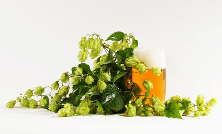 Hops and beer