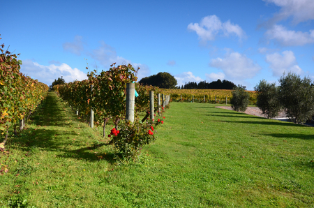 Wine estate Estate Winery Soljans are 20 minutes from Auckland. New Zealand.の写真素材