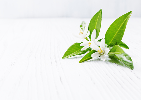 Neroli (Citrus aurantium) blossoms  flowers on light background. Selective focus.の写真素材