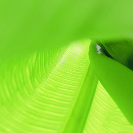 Texture of green banana leaf . Close up.の写真素材