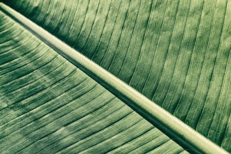 Vintage texture of green banana leaf . Close up.の写真素材