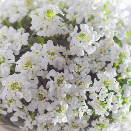 White flowers iberis, Spring blossom.  Springtime concept. Copy space.の写真素材