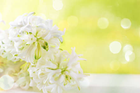 Yellow and white hyacinths. Spring flowers on white background.の写真素材